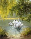 Swan Family I